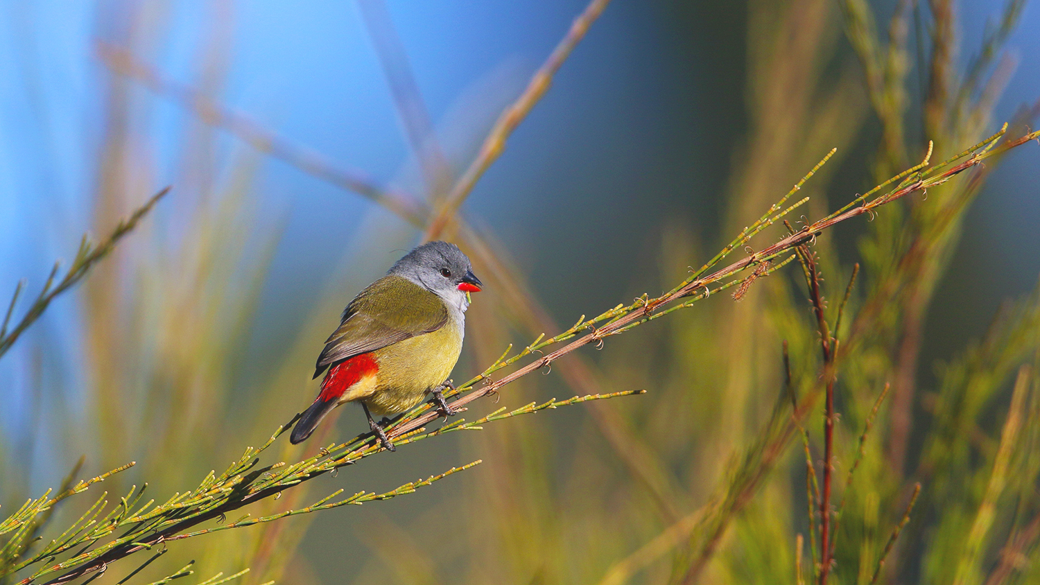 Yellow-bellied Waxbill